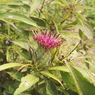 種植白術用什么水溶肥好?