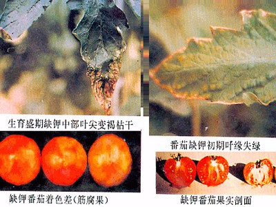北美農大葉面肥廠家與您講解鉀肥對植物生長有何影響