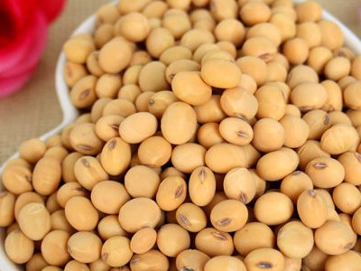 大豆產量低?北美農大教你如何種植高產大豆
