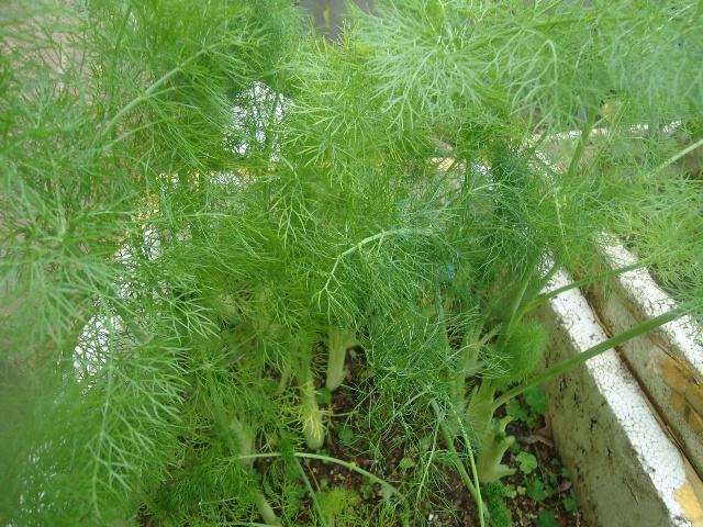 北美農(nóng)大為大家講解茴香施用葉面肥的方法